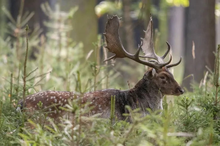 Gerahmter Druck : Dama dama, Hirschziegenantilope, Hirschziegenantilope. Gerahmter Druck : Dama dama, Hirschziegenantilope, Hirschziegenantilope.