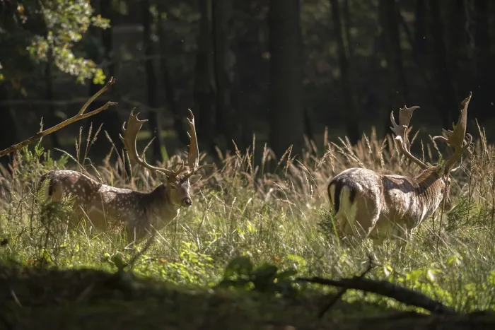 Gerahmter Druck : Dama dama, Hirschziegenantilope, Hirschziegenantilope Gerahmter Druck : Dama dama, Hirschziegenantilope, Hirschziegenantilope