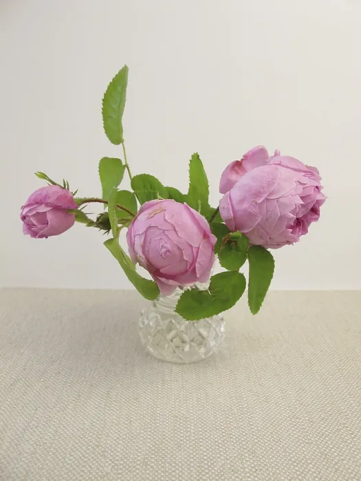 Gerahmter Druck : Damaskrosen in einem Vasen. Gerahmter Druck : Damaskrosen in einem Vasen.