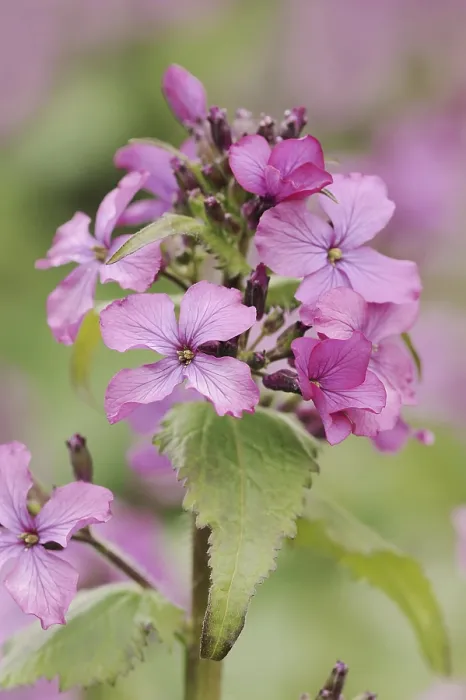 Gerahmter Druck : Frauenkraut (Hesperis matronalis) Gerahmter Druck : Frauenkraut (Hesperis matronalis)
