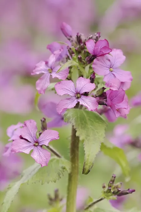 Gerahmter Druck : Dames-Enzian (Hesperis matronalis) Gerahmter Druck : Dames-Enzian (Hesperis matronalis)