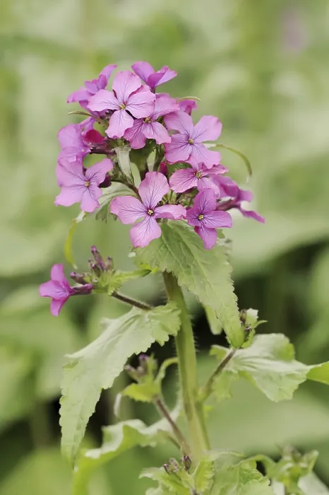 Gerahmter Druck : Himmelsleuchtende (Hesperis matronalis) Gerahmter Druck : Himmelsleuchtende (Hesperis matronalis)