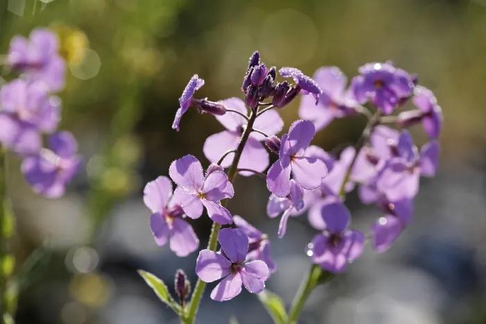 Gerahmter Druck : Dame's Rocket, Hesperis matronalis Dame's Rocket