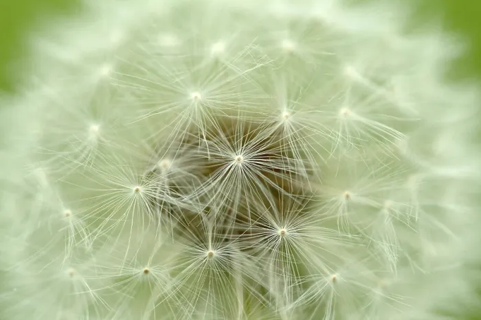 Gerahmter Druck : Dandelion Gerahmter Druck : Dandelion