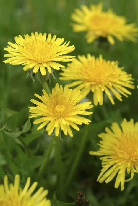 Gerahmter Druck : Dandelion Gerahmter Druck : Dandelion
