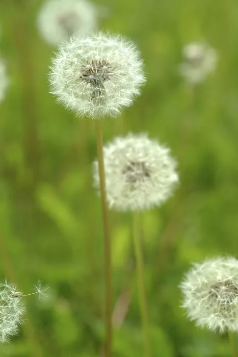 Gerahmter Druck : Dandelion Gerahmter Druck : Dandelion