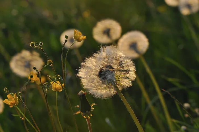 Gerahmter Druck : Sonnenblume im Rücklicht. Gerahmter Druck : Sonnenblume im Rücklicht.
