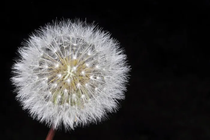 Gerahmter Druck : Dandelion auf schwarzem Hintergrund Gerahmter Druck : Dandelion auf schwarzem Hintergrund