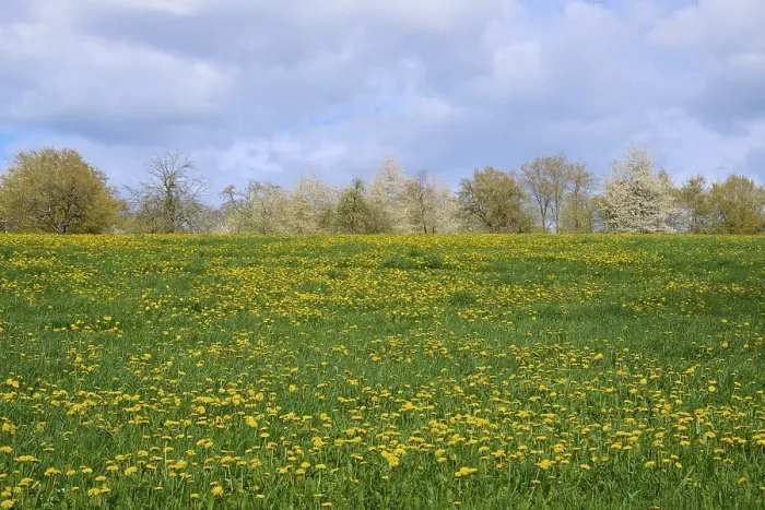 Gerahmter Druck : Löwenzahn, Blühen, Wiese, Wolken Gerahmter Druck : Löwenzahn, Blühen, Wiese, Wolken