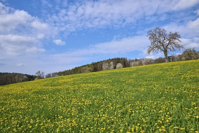 Gerahmter Druck : Löwenzahn, Blühen, Wiese, Baum Gerahmter Druck : Löwenzahn, Blühen, Wiese, Baum