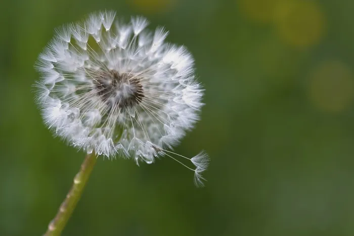 Gerahmter Druck : Wanderblume (Taraxacum) Gerahmter Druck : Wanderblume (Taraxacum)
