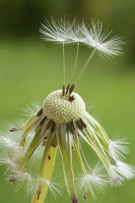 Gerahmter Druck : Löwenzahn-Uhr (Taraxacum sect) Gerahmter Druck : Löwenzahn-Uhr (Taraxacum sect)