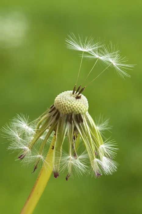Gerahmter Druck : Löwenzahn-Uhr (Taraxacum sect) Gerahmter Druck : Löwenzahn-Uhr (Taraxacum sect)