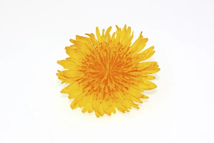 Gerahmter Druck : Löwenzahnblüte Gerahmter Druck : Löwenzahnblüte