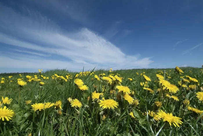 Gerahmter Druck : Sonnenblumenwiese Gerahmter Druck : Sonnenblumenwiese