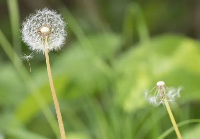 Gerahmter Druck : Ein Dandelion mit einem zweiten, fast kahlen in der Hintergrund. Gerahmter Druck : Ein Dandelion mit einem zweiten, fast kahlen in der Hintergrund.
