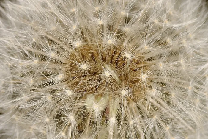 Gerahmter Druck : Sonnenblumenkörnerkopf Gerahmter Druck : Sonnenblumenkörnerkopf