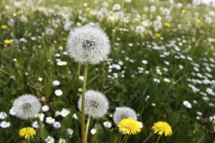 Gerahmter Druck : Sonnenblumen in einem Frühlingswiesengrund.