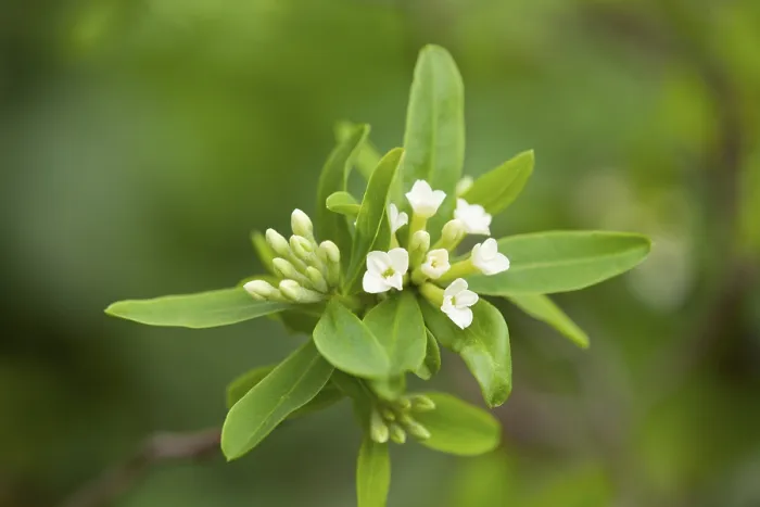 Gerahmter Druck : Daphne axilliflora, blühend, Thüringen, Deutschland Gerahmter Druck : Daphne axilliflora, blühend, Thüringen, Deutschland