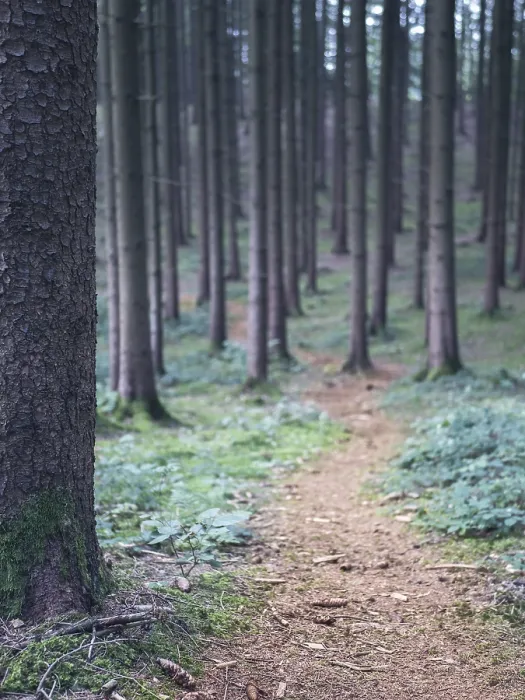 Gerahmter Druck : Dunkler Wald und eine Straße. Gerahmter Druck : Dunkler Wald und eine Straße.