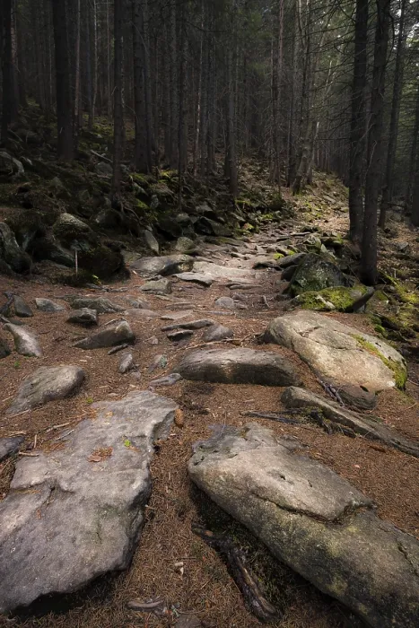 Gerahmter Druck : Dunkler alter Wald Gerahmter Druck : Dunkler alter Wald