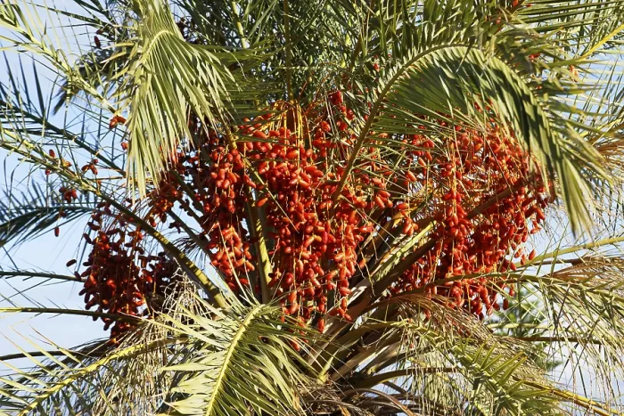 Gerahmter Druck : Datelpalme (Phoenicea) Fruchttraube Gerahmter Druck : Datelpalme (Phoenicea) Fruchttraube