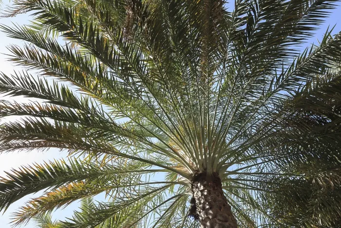 Gerahmter Druck : Datelpalme (Phoenix dactylifera) Gerahmter Druck : Datelpalme (Phoenix dactylifera)