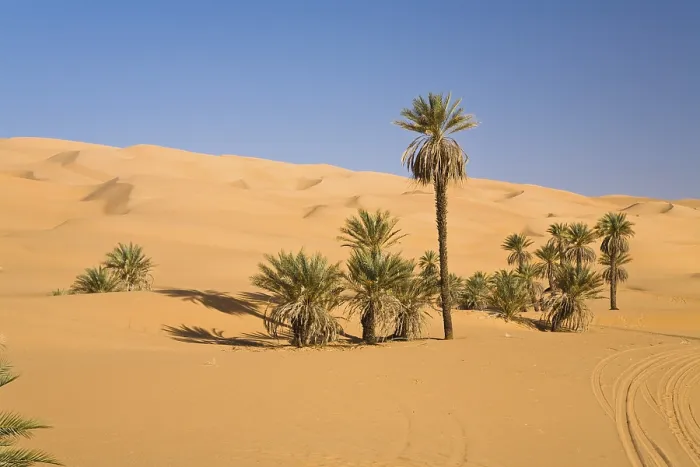 Gerahmter Druck : Dattelpalmen (Phoenix spec.), im Libyschen Wüsten. Gerahmter Druck : Dattelpalmen (Phoenix spec.), im Libyschen Wüsten.