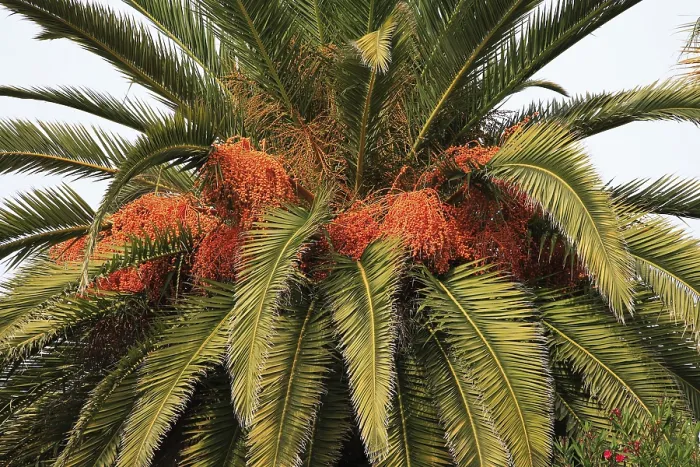 Gerahmter Druck : Datte (Phoenix dactylifera) Palme, Datte. Gerahmter Druck : Datte (Phoenix dactylifera) Palme, Datte.