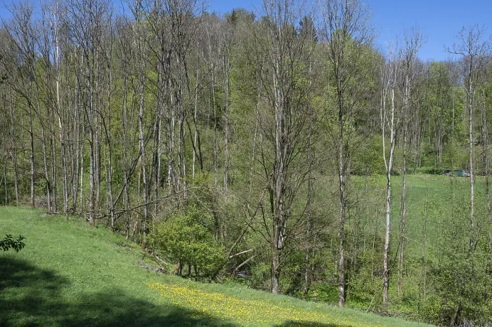 Gerahmter Druck : Tote Weiden (Populus) in einem Wiesengrund. Gerahmter Druck : Tote Weiden (Populus) in einem Wiesengrund.