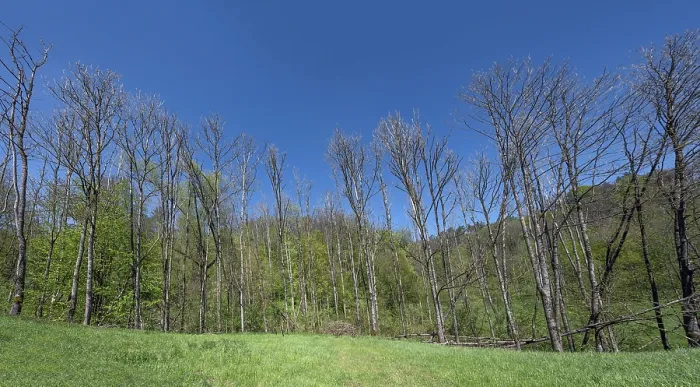 Gerahmter Druck : Tote Weiden (Populus) in einer Wiese. Gerahmter Druck : Tote Weiden (Populus) in einer Wiese.
