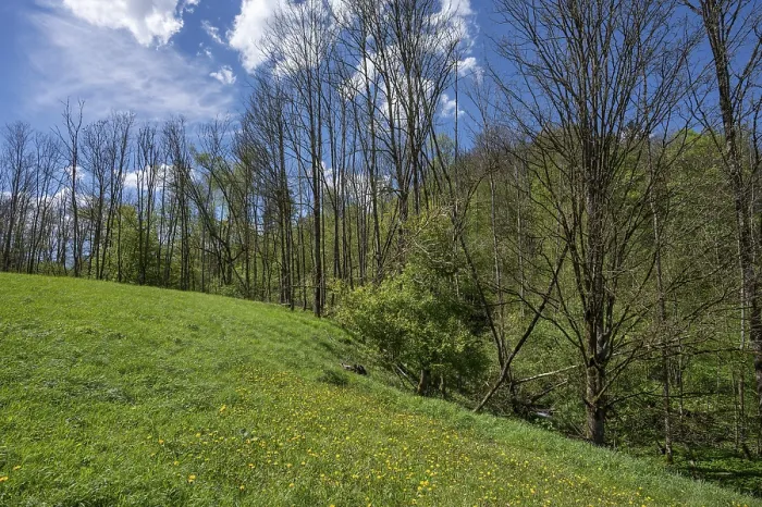Gerahmter Druck : Tote Weiden (Populus) in einer Wiese im Frühling. Gerahmter Druck : Tote Weiden (Populus) in einer Wiese im Frühling.