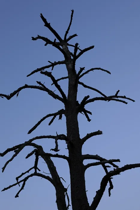 Gerahmter Druck : Totenbaum. Toter Baum Gerahmter Druck : Totenbaum. Toter Baum