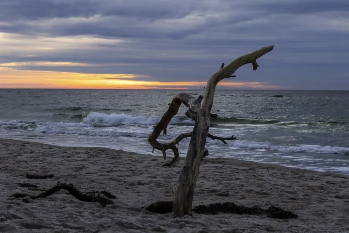 Gerahmter Druck : Toter Baum am Strand, Abendlicht. Gerahmter Druck : Toter Baum am Strand, Abendlicht.