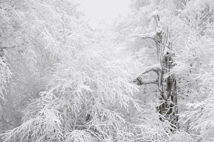 Gerahmter Druck : Toter Baum, Zweige mit Eiszapfen bedeckt.