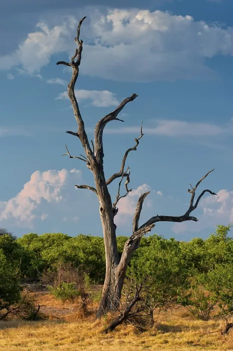 Gerahmter Druck : Toter Baum, tot, Dürre, Hitze. Gerahmter Druck : Toter Baum, tot, Dürre, Hitze.
