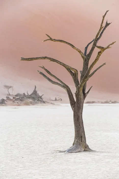 Gerahmter Druck : Toter Baum in Deadvlei, Sossusvlei, Namibia. Gerahmter Druck : Toter Baum in Deadvlei, Sossusvlei, Namibia.