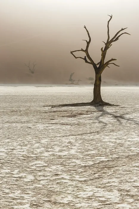 Gerahmter Druck : Totales Baum in Deadvlei, Sossusvlei, Namibia. Gerahmter Druck : Totales Baum in Deadvlei, Sossusvlei, Namibia.