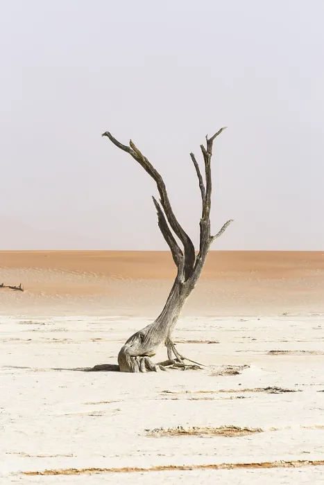 Gerahmter Druck : Totales Baum in Deadvlei, Sossusvlei, Namibia. Gerahmter Druck : Totales Baum in Deadvlei, Sossusvlei, Namibia.