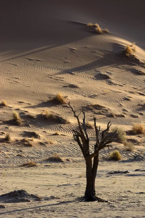 Gerahmter Druck : Toter Baum in einer Wüstenlandschaft. Gerahmter Druck : Toter Baum in einer Wüstenlandschaft.
