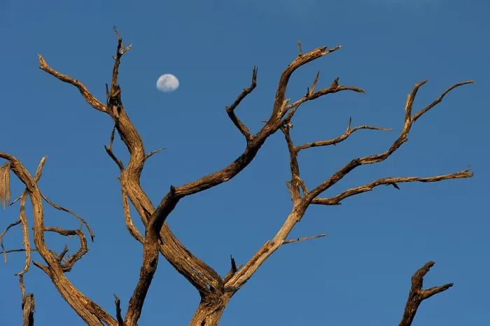 Gerahmter Druck : Toter Baum mit Abendmond, Ast. Gerahmter Druck : Toter Baum mit Abendmond, Ast.