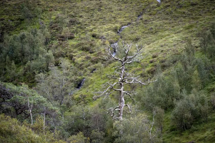 Gerahmter Druck : Toter Baum im Landschaft, Glen Coe. Gerahmter Druck : Toter Baum im Landschaft, Glen Coe.