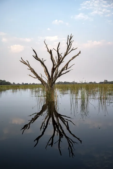 Gerahmter Druck : Toter Baum im Fluss spiegelt sich. Gerahmter Druck : Toter Baum im Fluss spiegelt sich.