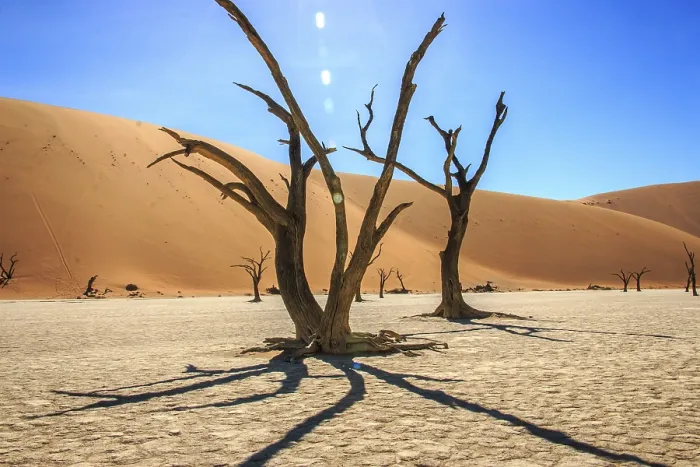 Gerahmter Druck : Toter Baum im Sossusvlei-Dschungel, Namibia. Gerahmter Druck : Toter Baum im Sossusvlei-Dschungel, Namibia.