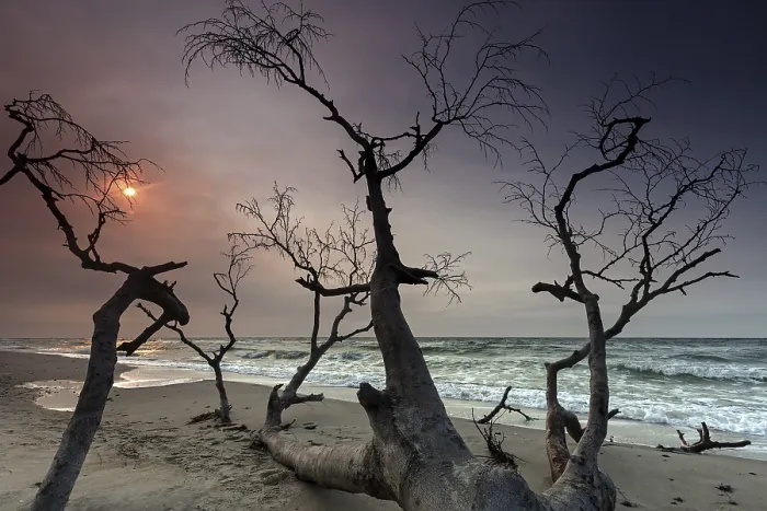 Gerahmter Druck : Ein toter Baum am Weststrand bei Abendlicht Gerahmter Druck : Ein toter Baum am Weststrand bei Abendlicht
