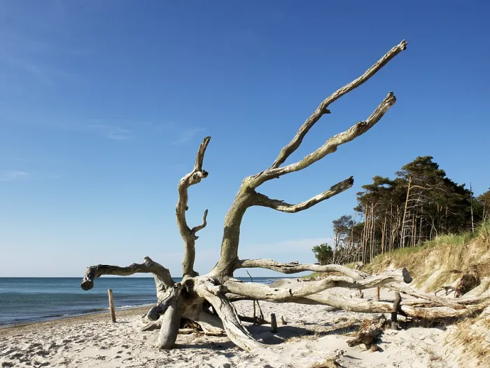 Gerahmter Druck : Toter Baum, Weststrand, Prerow, Darßwald Gerahmter Druck : Toter Baum, Weststrand, Prerow, Darßwald