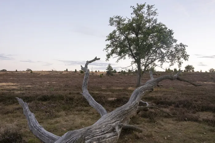 Gerahmter Druck : Toter Baum mit welkem Heideblüten, Lüneburger Heide, Oberhaverbeck, Bispingen, Niedersachsen Gerahmter Druck : Toter Baum mit welkem Heideblüten, Lüneburger Heide, Oberhaverbeck, Bispingen, Niedersachsen
