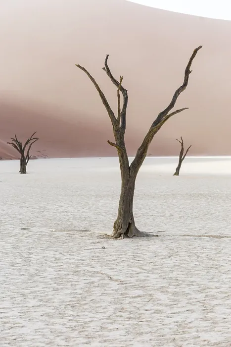 Gerahmter Druck : Tote Bäume in Deadvlei, Sossusvlei, Namibia.