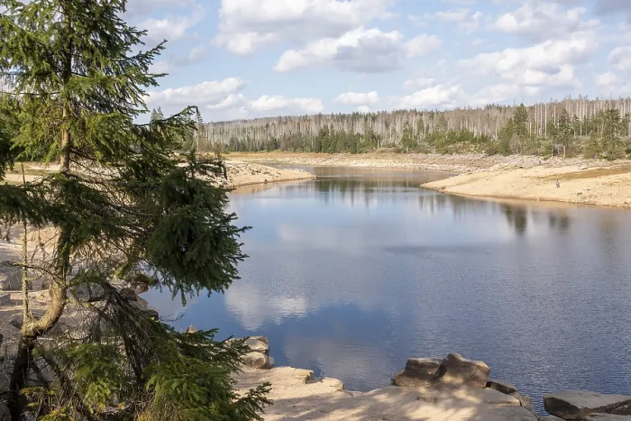 Gerahmter Druck : Tote Bäume am Oderteich-Teich im Harz-Nationalpark. Gerahmter Druck : Tote Bäume am Oderteich-Teich im Harz-Nationalpark.