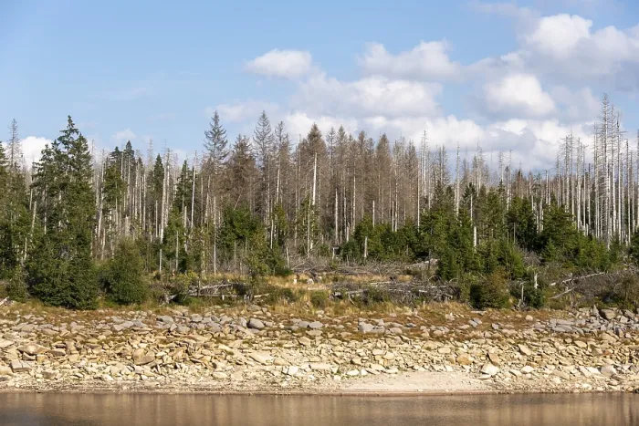Gerahmter Druck : Tote Bäume am Oderteich-Teich im Harz-Nationalpark. Gerahmter Druck : Tote Bäume am Oderteich-Teich im Harz-Nationalpark.